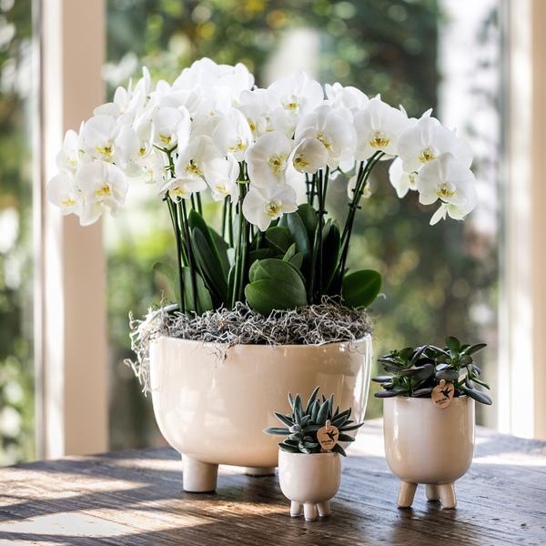 Kolibri Orchids | Rode Phalaenopsis orchidee – Congo + Gummy pot travertine – potmaat Ø9cm | bloeiende kamerplant in bloempot - vers van de kweker