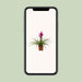 Tillandsia Amira - Ø12cm - ↕45cm - 123flora.nl