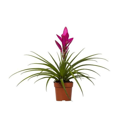 Tillandsia Amira - Ø12cm - ↕45cm - 123flora.nl