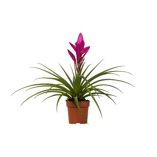 Tillandsia Amira - Ø12cm - ↕45cm - 123flora.nl