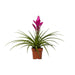 Tillandsia Amira - Ø12cm - ↕45cm - 123flora.nl