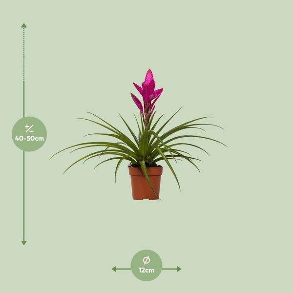 Tillandsia Amira - Ø12cm - ↕45cm - 123flora.nl