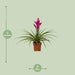 Tillandsia Amira - Ø12cm - ↕45cm - 123flora.nl