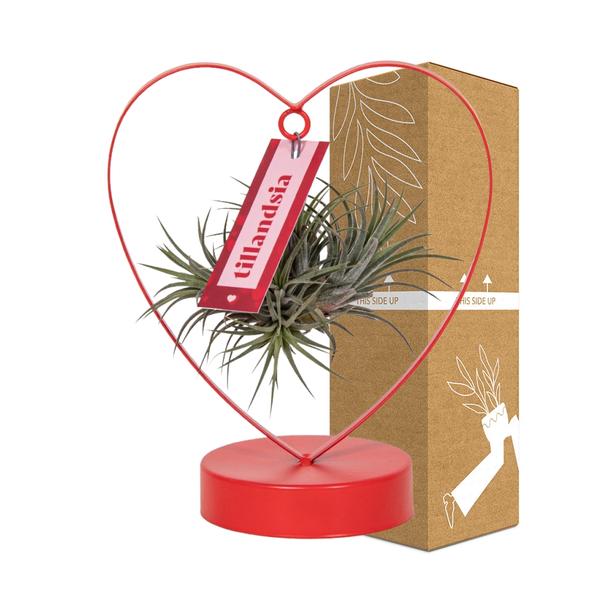 Tillandsia Ionantha Silver - Ø10,5cm - ↕23cm - 123flora.nl