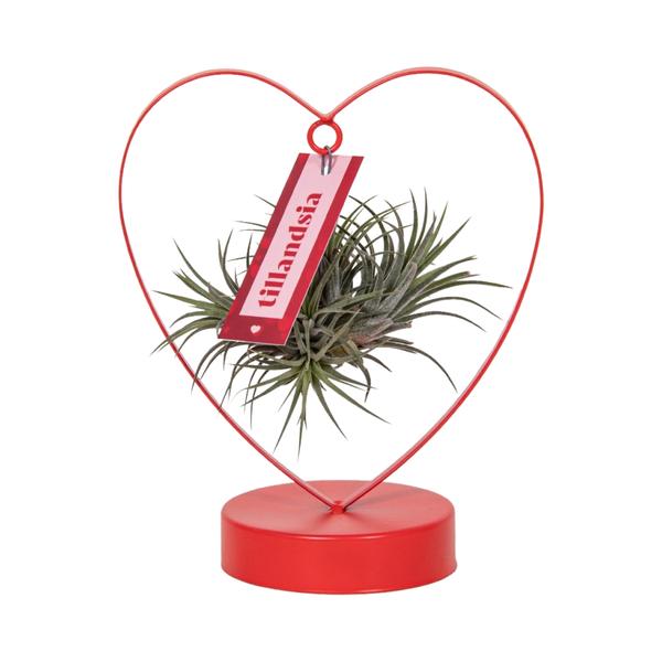 Tillandsia Ionantha Silver - Ø10,5cm - ↕23cm - 123flora.nl