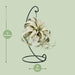 Tillandsia King Xero - Ø12cm - ↕23cm - 123flora.nl