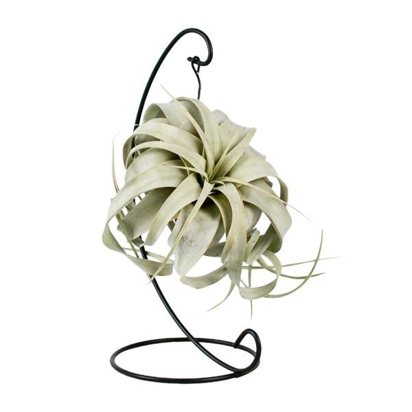 Tillandsia King Xero - Ø12cm - ↕23cm - 123flora.nl