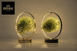 Tillandsia Led Edition Mix - 2 stuks - Ø11 cm - ↕23 cm - 123flora.nl