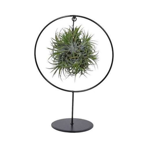 Tillandsia Ring Mix (Medium) - Ø17cm - ↕30cm - 123flora.nl