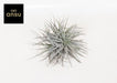 Tillandsia Super Silver XL - Ø20cm - ↕15cm - 123flora.nl