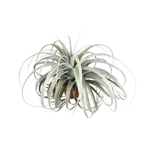 Tillandsia Xerographica - Ø45cm - ↕30cm - 123flora.nl