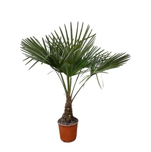 Trachycarpus - 130cm- Ø21 - 123flora.nl