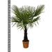 Trachycarpus - 160cm- Ø30 - 123flora.nl