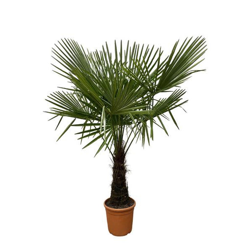 Trachycarpus - 160cm- Ø30 - 123flora.nl