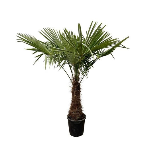 Trachycarpus - 235cm- Ø45 - 123flora.nl