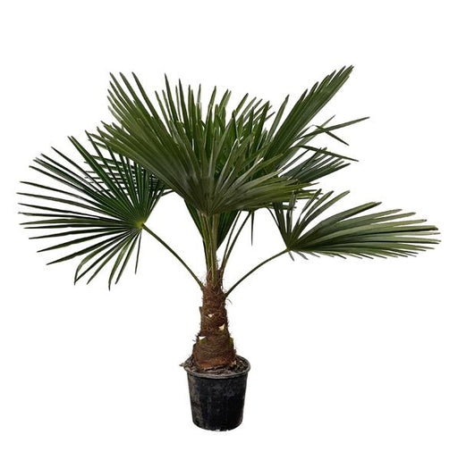 Trachycarpus - 90cm- Ø21 - 123flora.nl