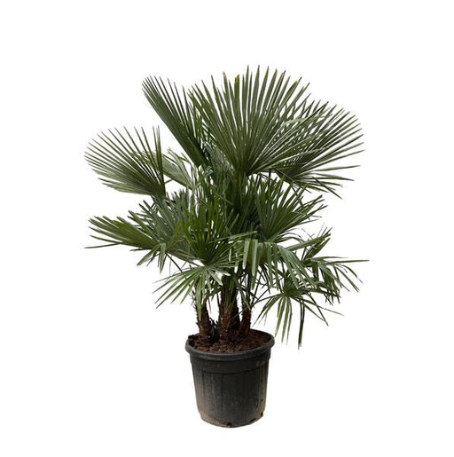 Trachycarpus multi stam - 200cm- Ø45 - 123flora.nl