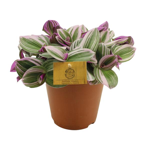 Tradescantia Nanouk - Ø15cm - ↕25cm - 123flora.nl