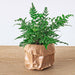 Varen - Athyrium spicatum - Terrarium plant - Potmaat 8 - 123flora.nl