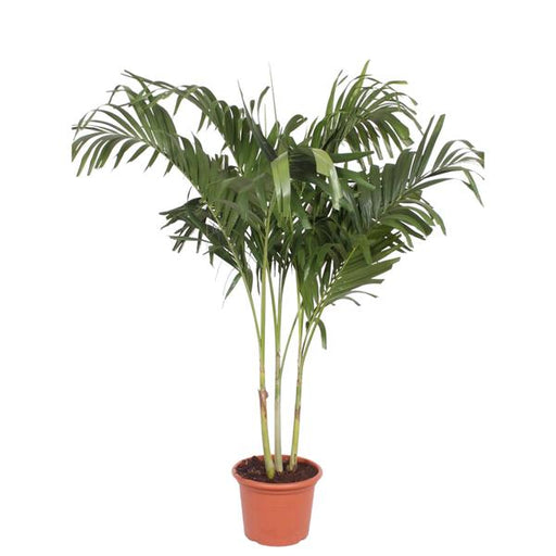 Veitchia Merrillii multi stam - 220 cm - ø45 - 123flora.nl