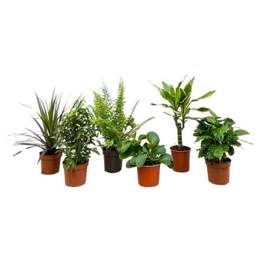 Verrassingsbox - 6 planten - 20-40 cm - Ø12 - 123flora.nl