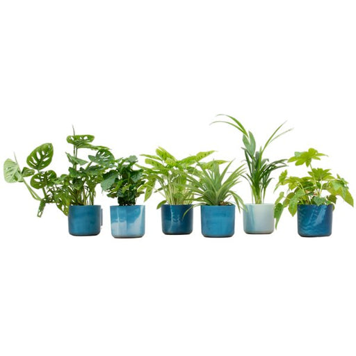 Verrassingsbox - 6 planten inclusief elho Ocean Round atlantisch blauw Ø14 - 123flora.nl