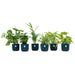 Verrassingsbox - 6 planten inclusief elho Vibes Fold Round Ø14 blauw - 123flora.nl