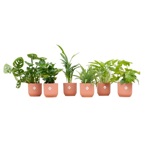 Verrassingsbox - 6 planten inclusief elho Vibes Fold Round Ø14 roze - 123flora.nl