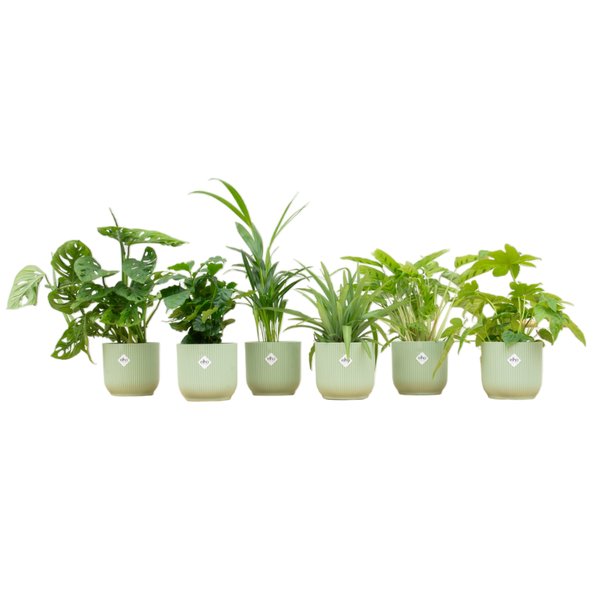 Verrassingsbox - 6 planten inclusief elho Vibes Fold Round Ø14 sorbet groen - 123flora.nl