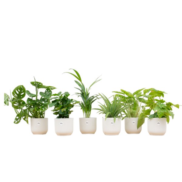 Verrassingsbox - 6 planten inclusief elho Vibes Fold Round Ø14 wit - 123flora.nl