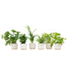 Verrassingsbox - 6 planten inclusief elho Vibes Fold Round Ø14 wit - 123flora.nl