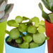 Vetplanten mix 5.5 cm - 5x - in gekleurde plasticpot - 123flora.nl