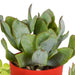 Vetplanten mix 5.5 cm - 5x - in gekleurde plasticpot - 123flora.nl