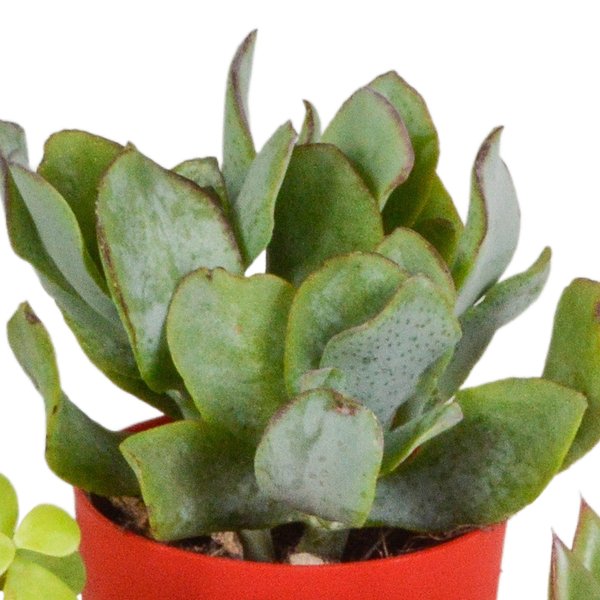 Vetplanten mix 5.5 cm - 5x - in gekleurde plasticpot - 123flora.nl