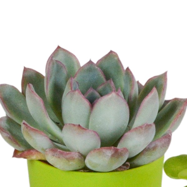 Vetplanten mix 5.5 cm - 5x - in gekleurde plasticpot - 123flora.nl