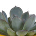 Vetplanten mix 5.5 cm - 5x - in Mexicaanse pot - 123flora.nl