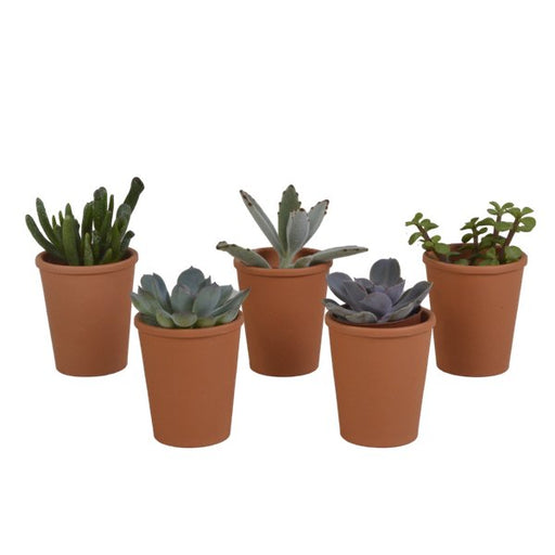 Vetplanten mix 5.5 cm - 5x - in terracotta pot - 123flora.nl