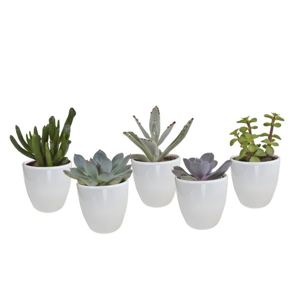 Vetplanten mix 5.5 cm - 5x - in witte pot - 123flora.nl