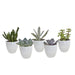 Vetplanten mix 5.5 cm - 5x - in witte pot - 123flora.nl