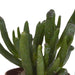 Vetplanten mix 5.5 cm - 5x - in witte pot - 123flora.nl