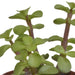 Vetplanten mix 5.5 cm - 5x - in witte pot - 123flora.nl