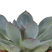 Vetplanten mix 5.5 cm - 5x - in witte pot - 123flora.nl