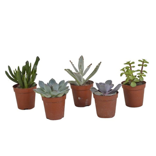 Vetplanten mix 5.5 cm - 5x - zonder pot - 123flora.nl