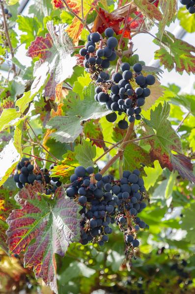 Vitis vinifera 'Boskoop Glory' - ↨45cm - Ø13 - 123flora.nl