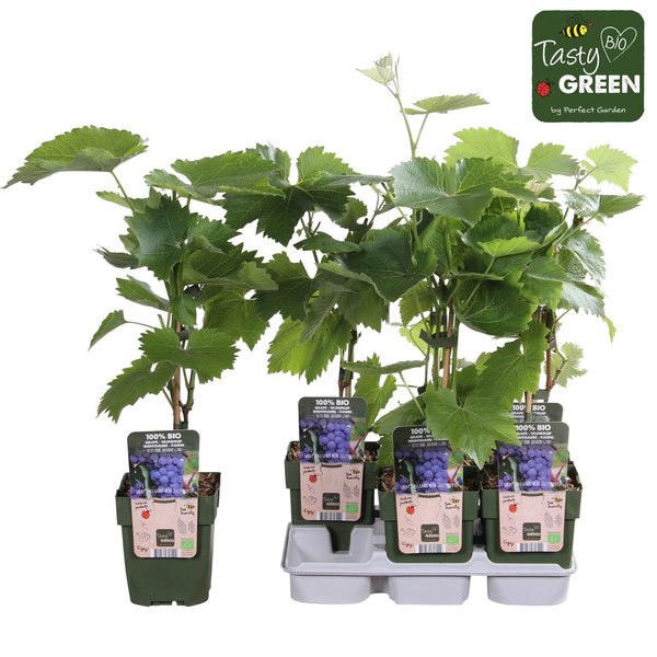 Vitis vinifera 'Boskoop Glory' - ↨45cm - Ø13 - 123flora.nl