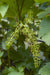 Vitis vinifera 'Boskoop Glory' - ↨45cm - Ø13 - 123flora.nl