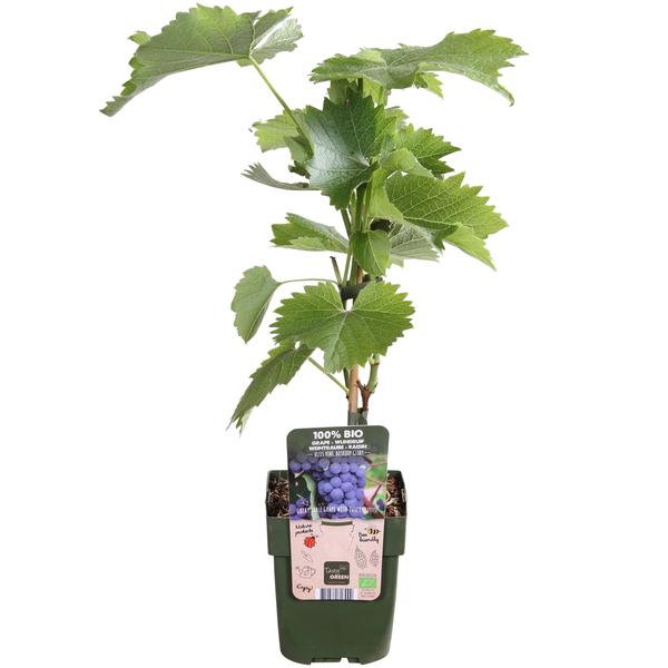 Vitis vinifera 'Boskoop Glory' - ↨45cm - Ø13 - 123flora.nl