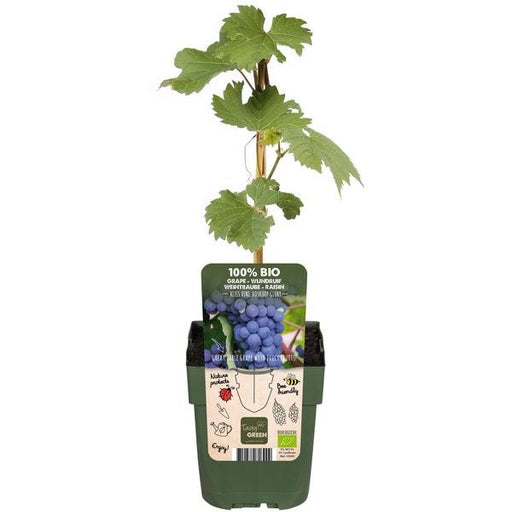 Vitis vinifera 'Boskoop Glory' - ↨45cm - Ø13 - 123flora.nl