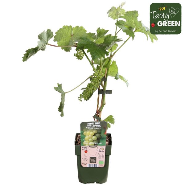 Vitis vinifera 'Johanniter' - ↨45cm - Ø13 - 123flora.nl