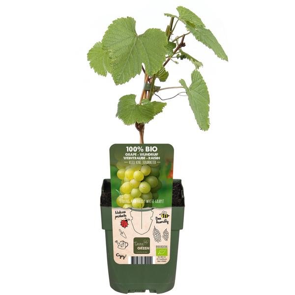 Vitis vinifera 'Johanniter' - ↨45cm - Ø13 - 123flora.nl